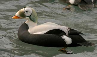 Image of spectacled eider