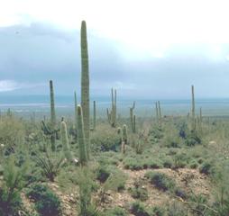 image of Saguaro Cactus