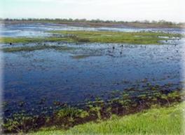 image of wetlands