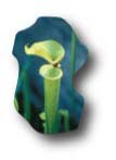 Green pitcher plant