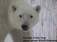 Polar Bear Video. Credit: Doug Inkley / National Wildlife Federation