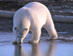 Thumbnail image of a polar bear yearing.