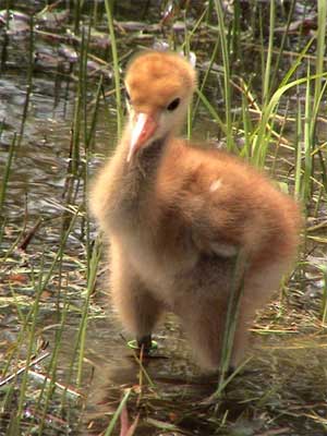 Whooper chick wades hock-deep in pond