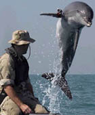 A bottle nose dolphin leaps out of the water. Such dolphins will help coalition forces conduct deep/shallow water mine counter measure operations to clear shipping lanes for humanitarian relief. 