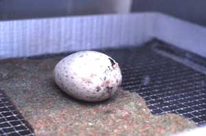 Whooping Crane Egg in Mechanical Hatcher