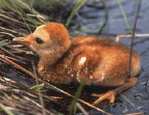 Newly Hatched Mississippi Sandhill Crane Chick on Nest