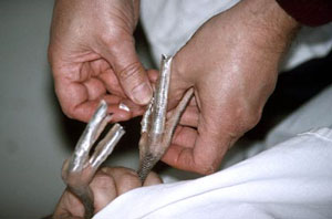 Tux has developed a few crooked toes, which are taped now. To fix Tux's toes, a small wooden dowel is taped against the curve, straightening it, and is left on for two days. Dr. Olsen applies tape and thin wooden dowels to splint a chick's crooked toes. Dr. Olsen applies tape and thin wooden dowels to splint a chick's crooked toes. The tape and splint act like corrective shoes. The straightened toes force Tux to walk properly and make his toes grow straight.  