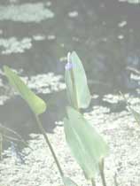 Photo of a flower