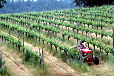 Image of a migrant worker in the field