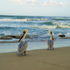 Image of pelicans on a beach, signifying one of many environmental topics (beach quality) that EPA addresses