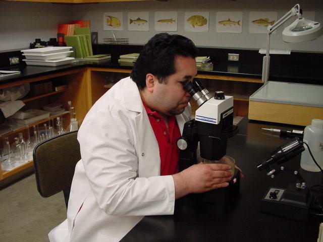 Picture of biologist examining cerioduphnia  dubia for acute toxicity testing.