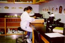 Picture of biologist examining test cultures for possible mortality.