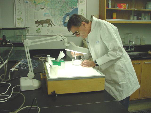 Picture of  biologist examining fathead minnow larvae for acute toxicity testing.