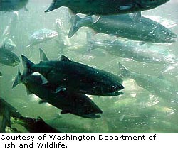 Sockeye Salmon swimming upstream in a see through tank.