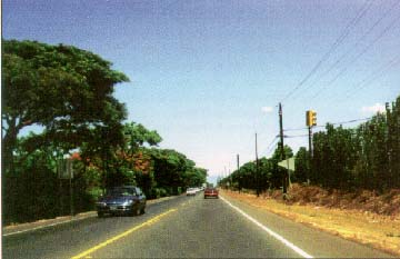 photo of Route 30, Maui, Hawaii, showing trees on the left of the road and utility poles on the right