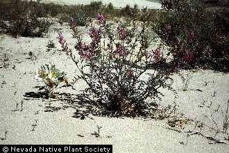 Photo of Astragalus lentiginosus Douglas ex Hook. var. kennedyi (Rydb.) Barneby