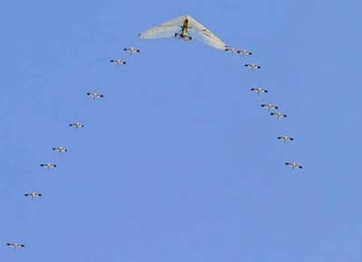 Sixteen young-of-the-year whoopers follow an ultra-light aircraft in picture-perfect formation.