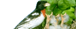 Rose-breasted Grosbeak