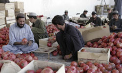 Afghan laborers pack pomegranates into boxes at a factory in Kandahar, Afghanistan, Tuesday, Nov. 13, 2007. [© AP Images]