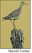 GIF -- Picture of a Sandpiper