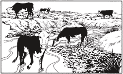 Image of cows grazing in the stream