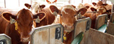 U.S. Meat Animal Research Center Site Logo
