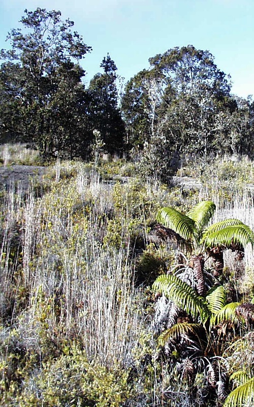 Typical vegetation near caldera rim on Uwekahuna Bluff