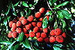 Lychees