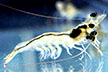 Penaeus vannamei / Shrimp