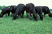 Angus cattle