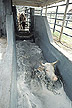 Cattle fever tick eradication