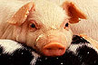 Cannabinoids lead to calmer pigs
