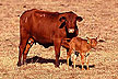 Romosinuano embryo transfer calf