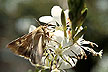 Corn earworm moth.