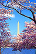 Cherry blossom trees from Japan in Washington D.C.