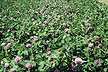 Red clover silage