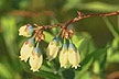 Blueberry plant