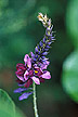Flowering kudzu