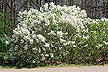 New lilac cultivar named Betsy Ross