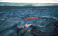 Pahoehoe lava flow