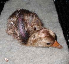 Our newest chick, WCEP chick #12 is still drying off in the hatcher. He's just a few hours old in this picture.   Photo, Kathleen O'Malley, USGS 