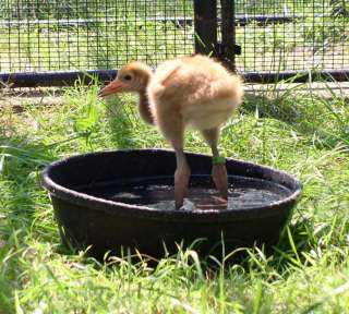 The crane chicks enjoy their rubber footbaths, especially when the temperature starts to climb.    Photo, Kathleen O'Malley, USGS 