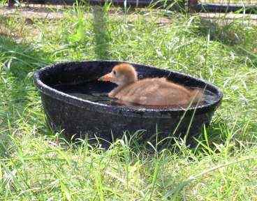 The chicks will often submerge their whole bodies in the rubber footbath.    Photo, Kathleen O'Malley, USGS 