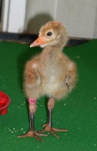 WCEP chick #08 at day 3.   Photo, Kathleen O'Malley, USGS 