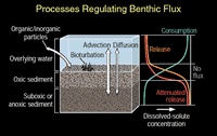 Processes Regulating Benthic Flux (figure)