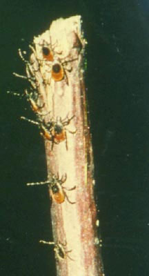 Ticks--lyme disease vectors. Photo by Curtis Ewing.