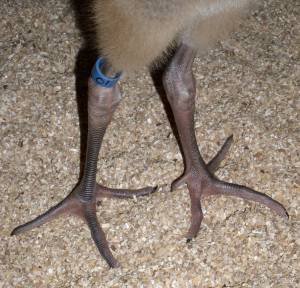 WCEP chick #01 has had a persistent problem with crooked toes. Both his middle toes are curving and his inner toes are also developing an abnormal angle.  Photo, Kathleen O'Malley, USGS 