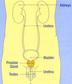 The anatomy of the male body showing the kidneys, ureters, bladder, prostate gland, urethra, and testes