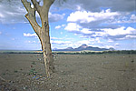Close view of tree abraded by lahar from Casita Volcano, Nicaragua