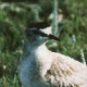 Mountain plover. Photo credit: Fritz Knopf 